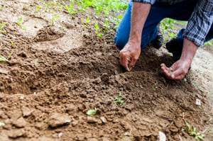 Planting a seed