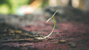 Seed sprouting