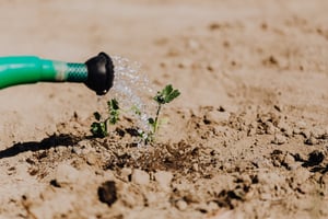 watering small plant