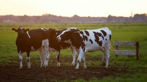 livestock
