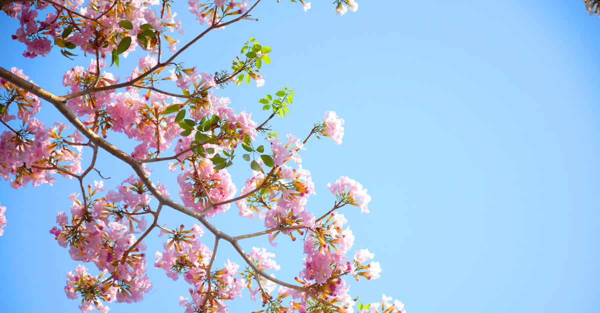 Blossoming Tree